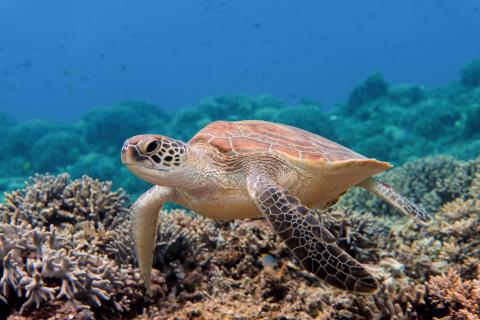 Meeresschildkröte
