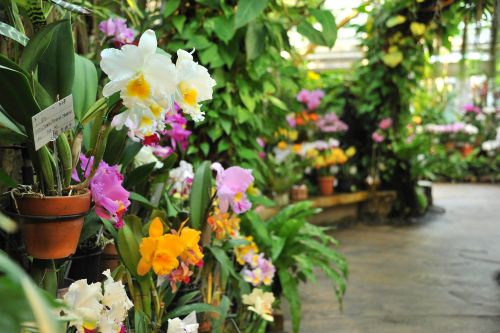 Orchideen der Welt (c) Okinawa International Orchid Show