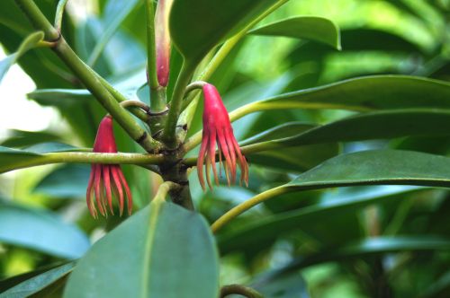 Wurzeln des Banyanbaumes