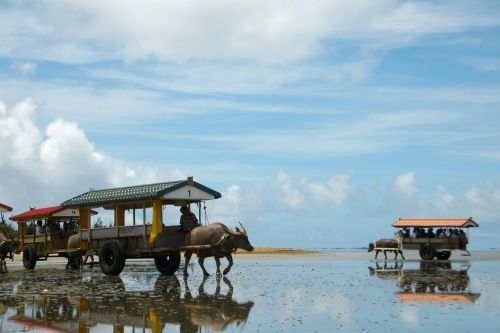Mit dem Wasserochsenkarren über's Meer
