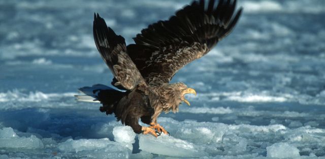 Seeadler über dem Packeis bei Betsukai
