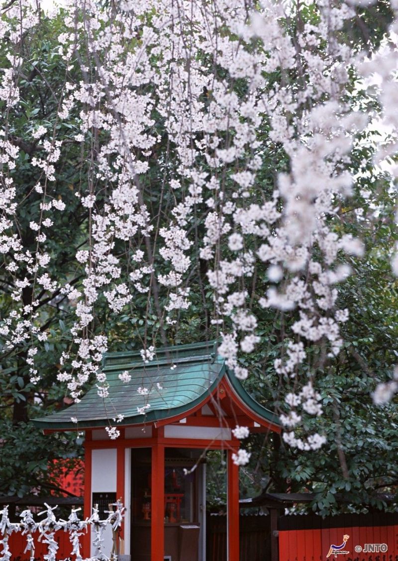 Kirschblüte vor Tempel in Kyoto