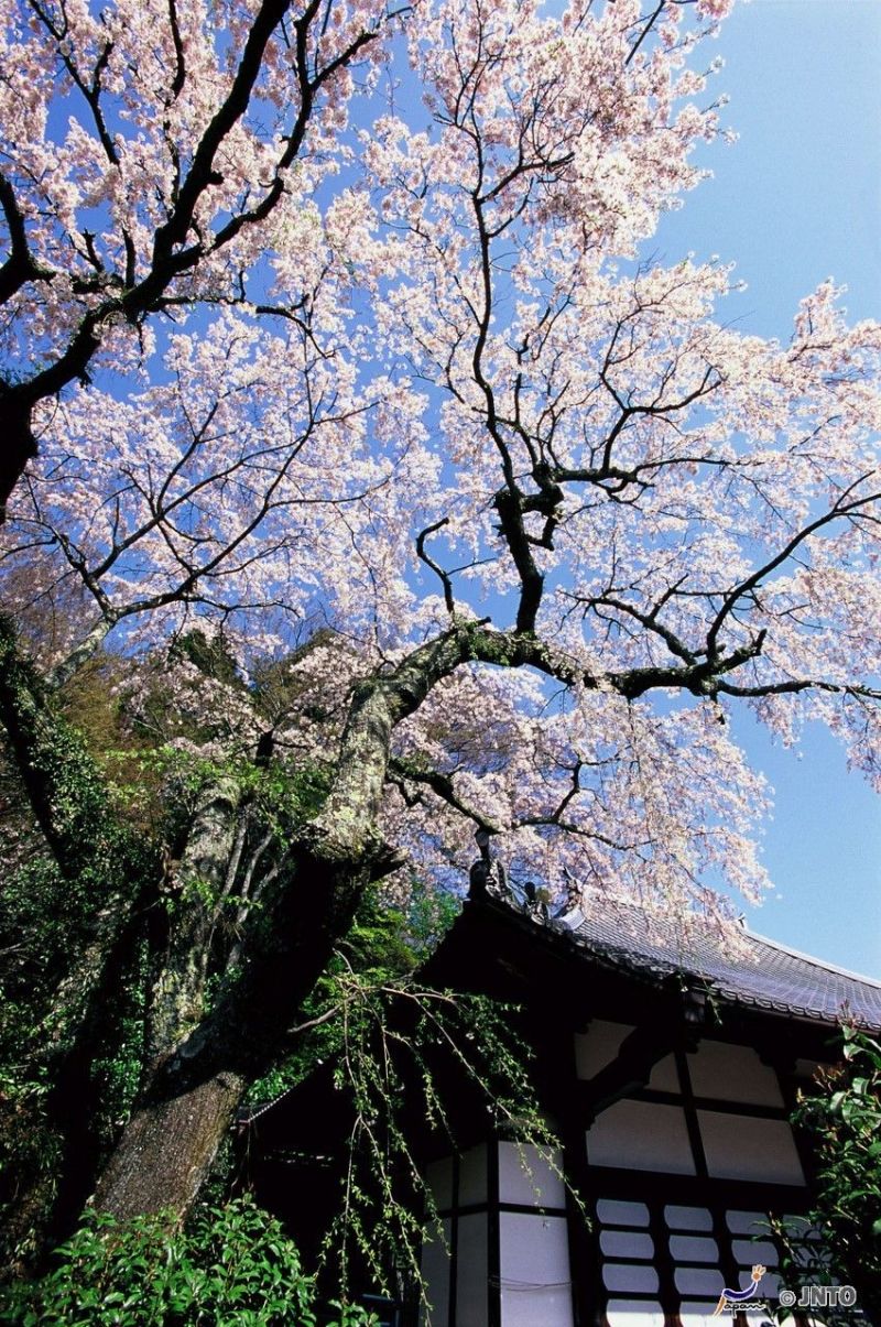 Sakura vor dem Zenpukuji